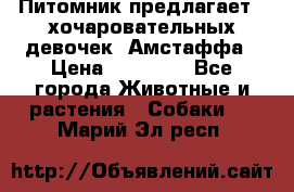 Питомник предлагает 2-хочаровательных девочек  Амстаффа › Цена ­ 25 000 - Все города Животные и растения » Собаки   . Марий Эл респ.